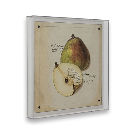 Comice Pear